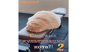 Система культивации кота 2